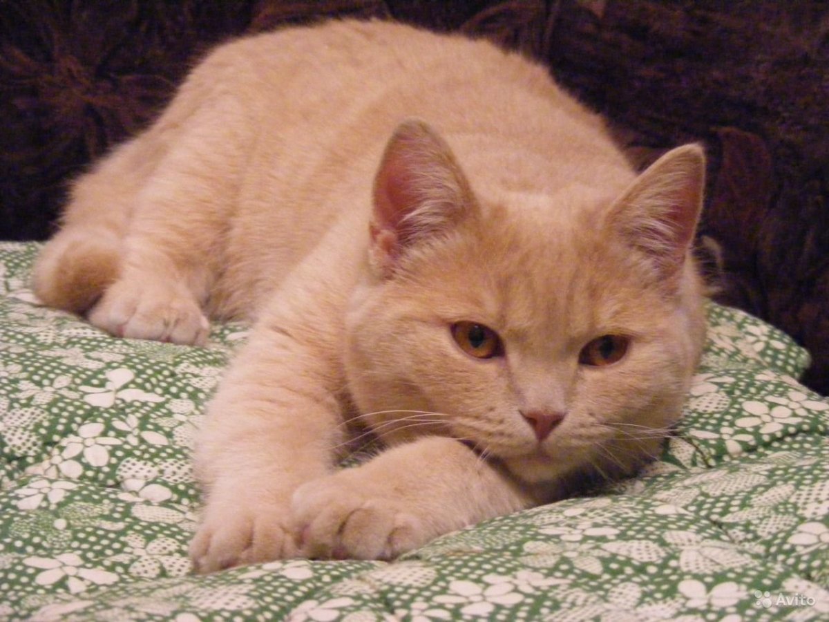 Персиковый британец прямоухий