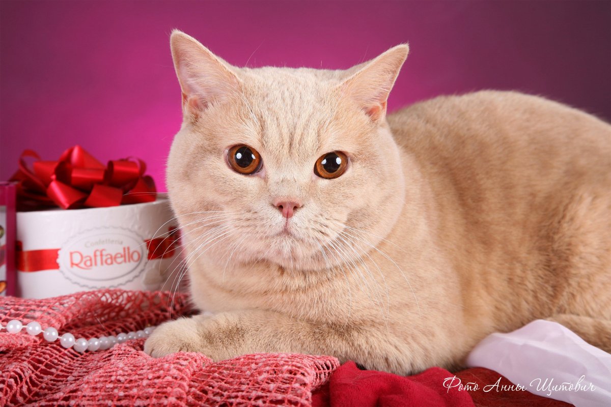 Скоттиш страйт персиковый