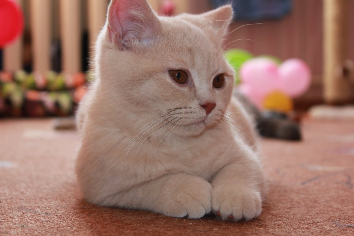Кот британский гладкошерстный палевый