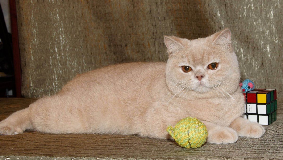 Сибирский гладкошерстный персиковый