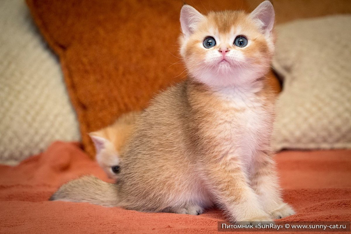 Британский кот прямоухий персиковый