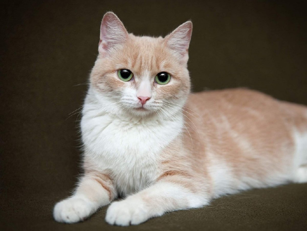 Британский короткошерстный персиковый