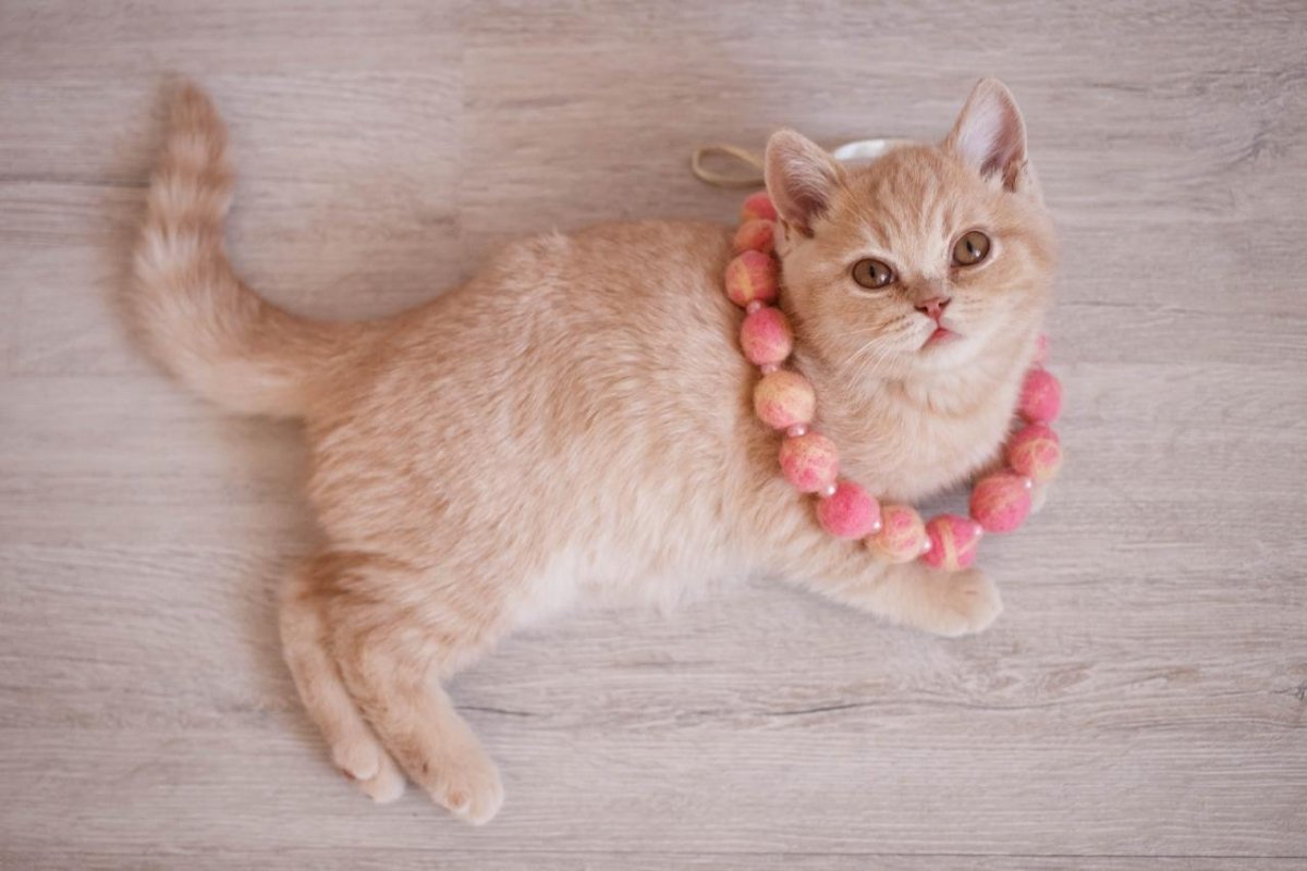 Кот британский гладкошерстный палевый