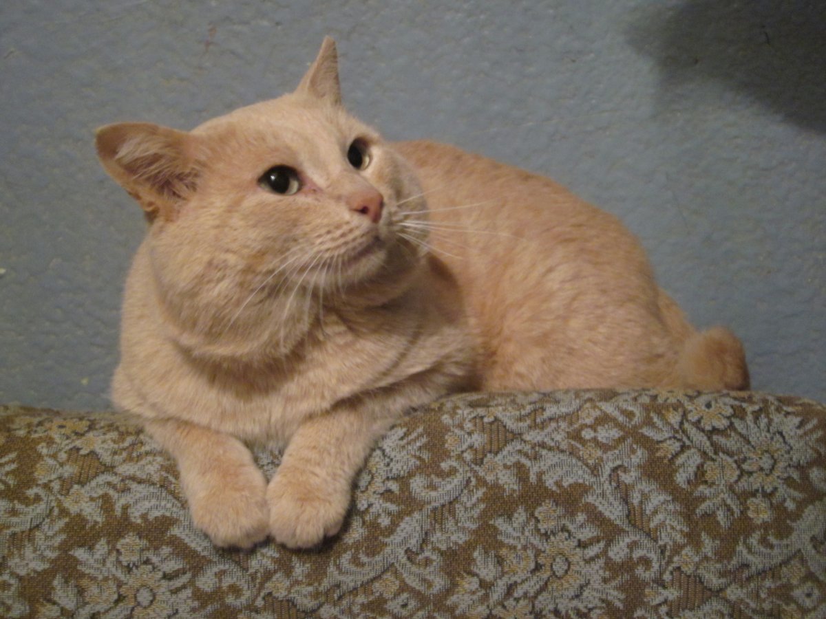 Британский короткошерстный кот персиковый