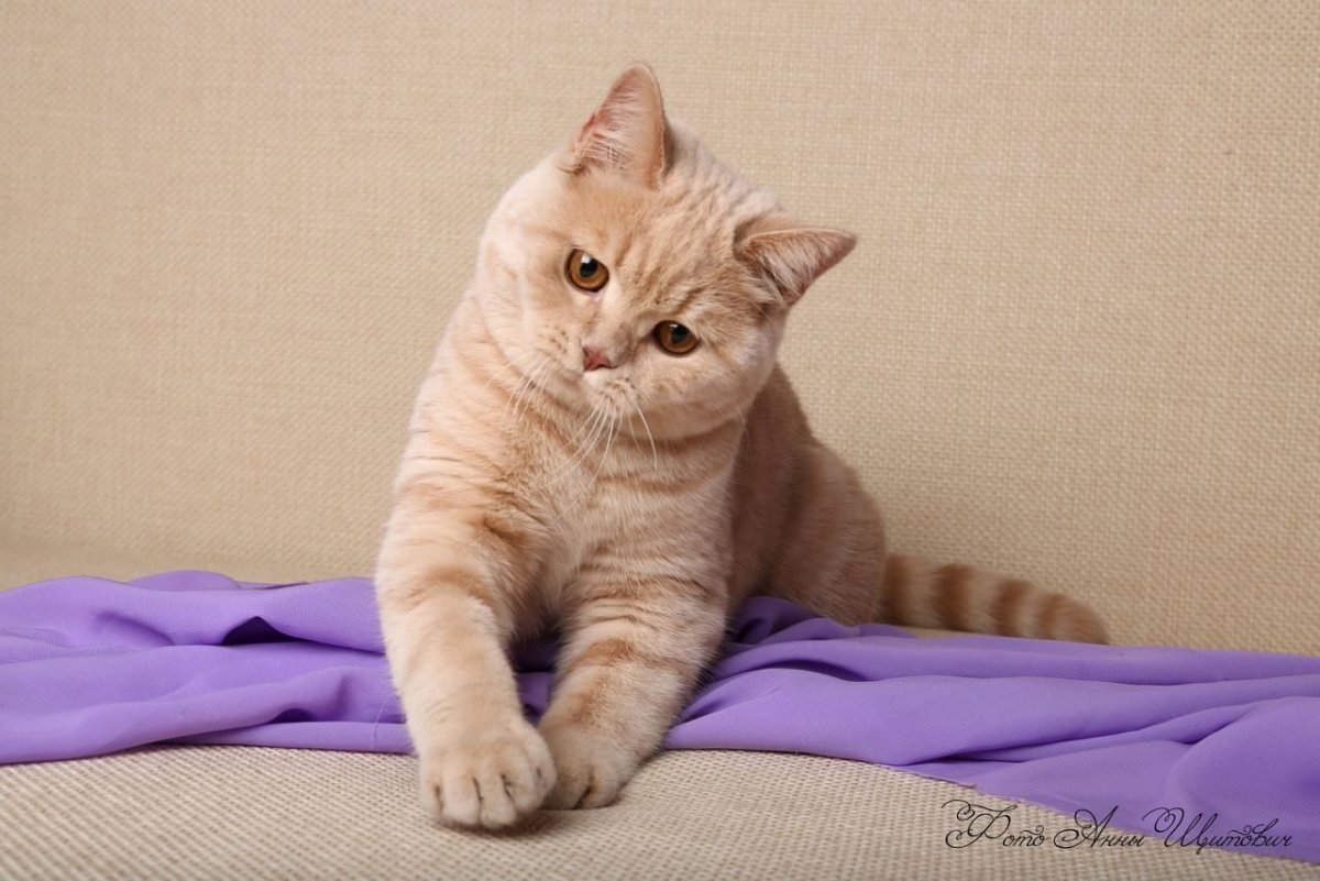 Кошка окрас p02 британцы