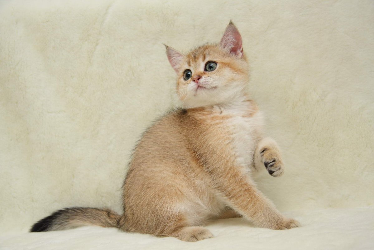 Британский короткошерстный персиковый