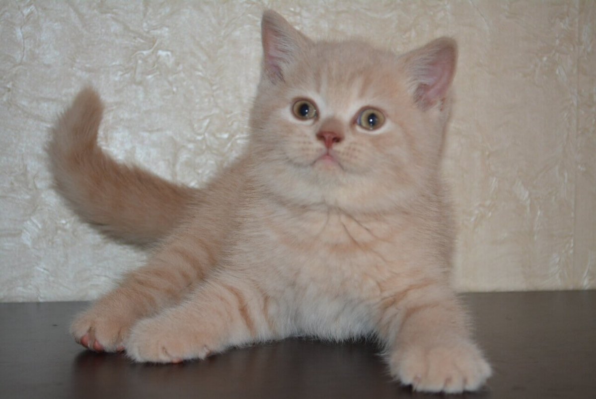 Породы кошек персикового окраса