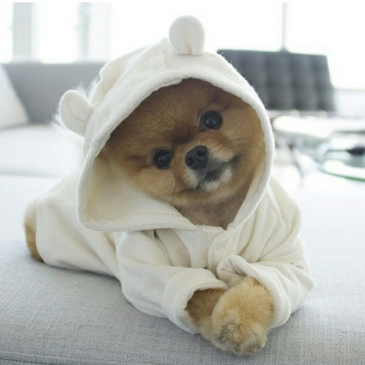 Самые милые животные на белом свете