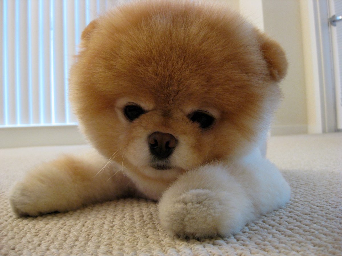 Корги Евы Миллер щенок