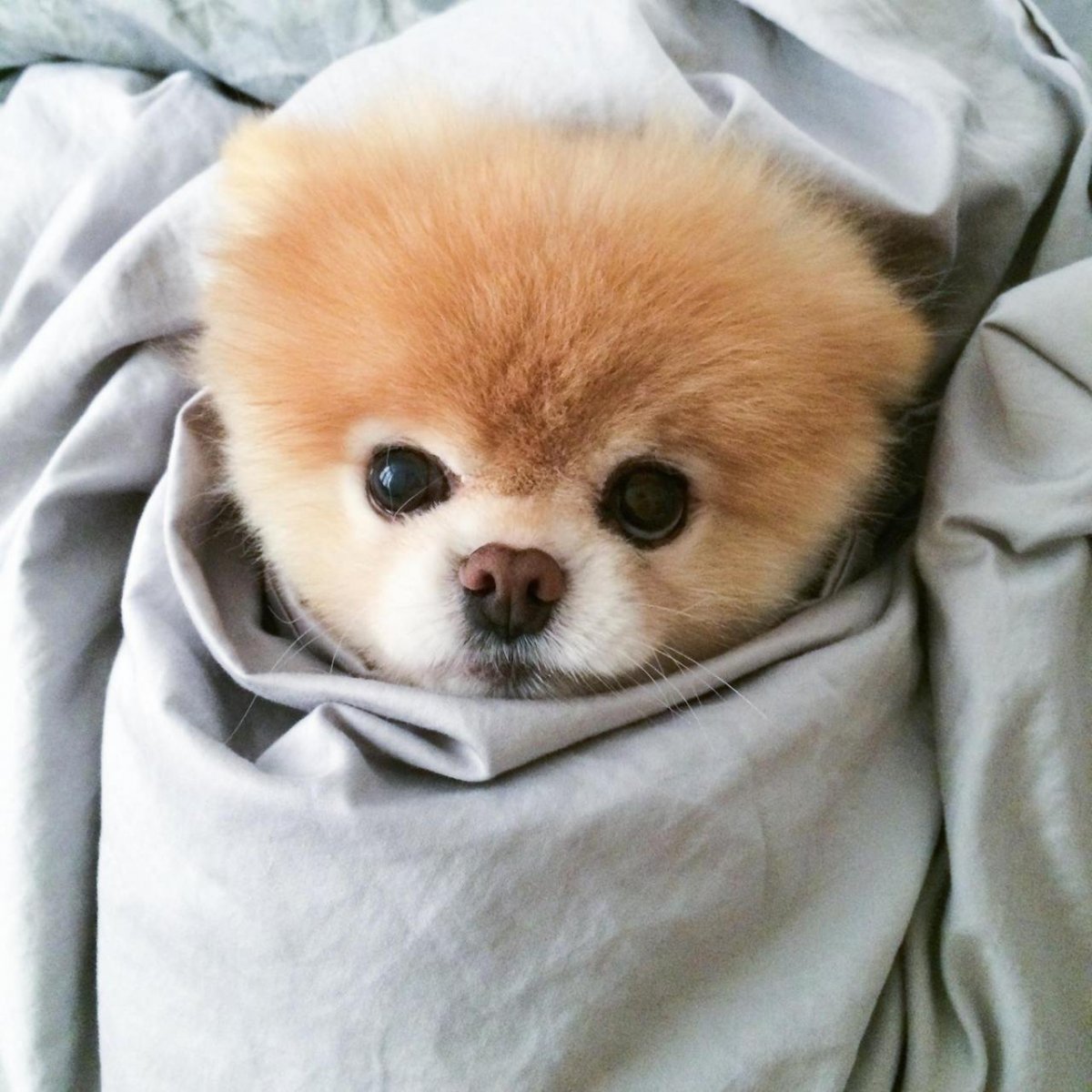 Костюм для собаки Пикачу