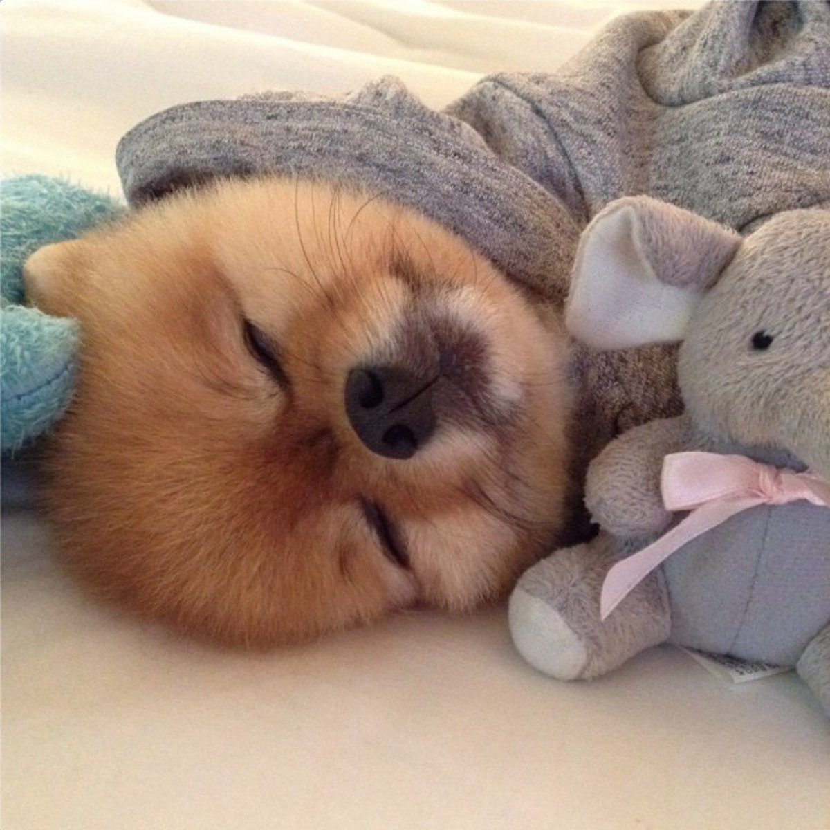 Померанский шпиц jiffpom белый