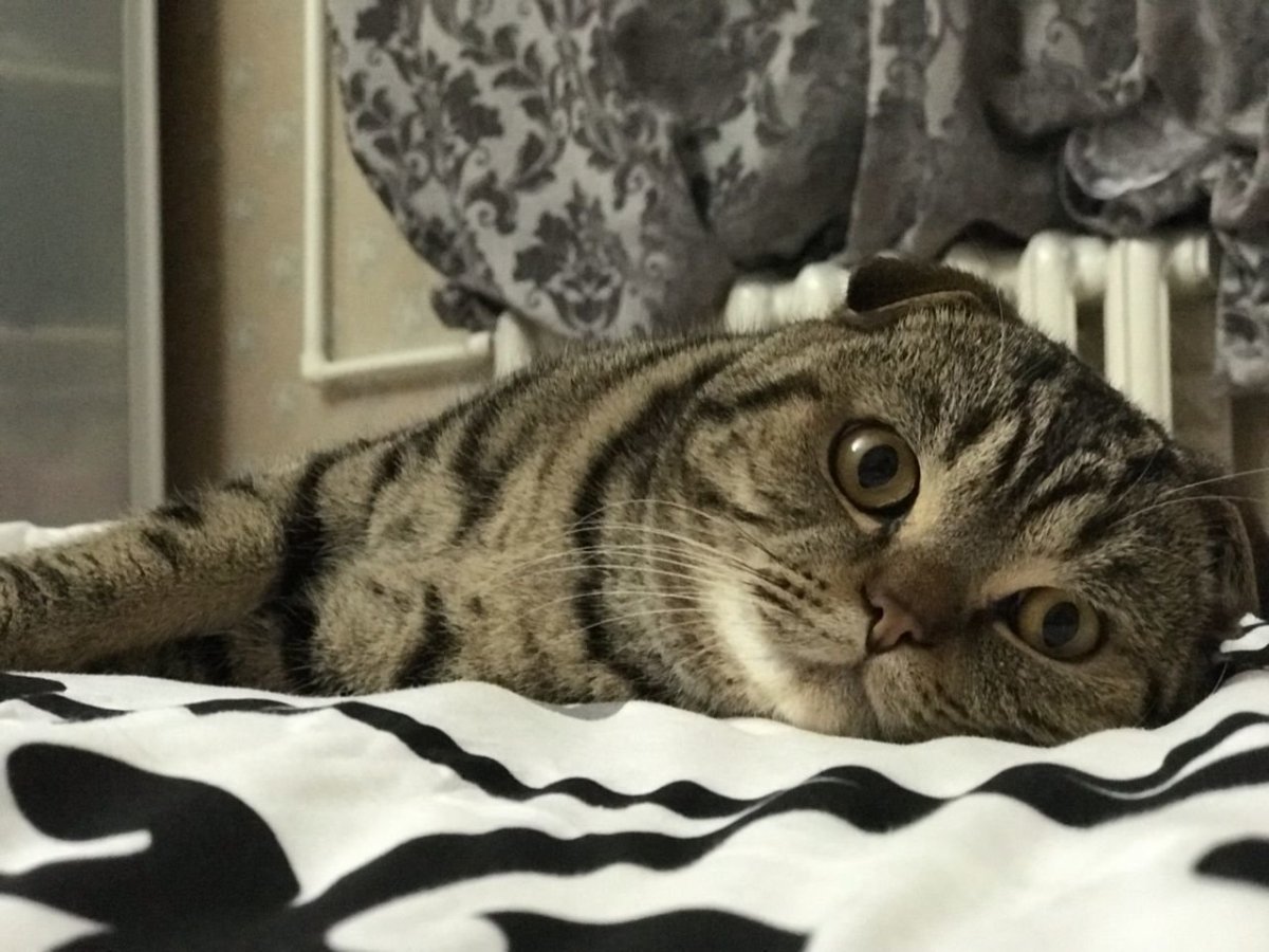 Британская кошка полосатая вислоухая