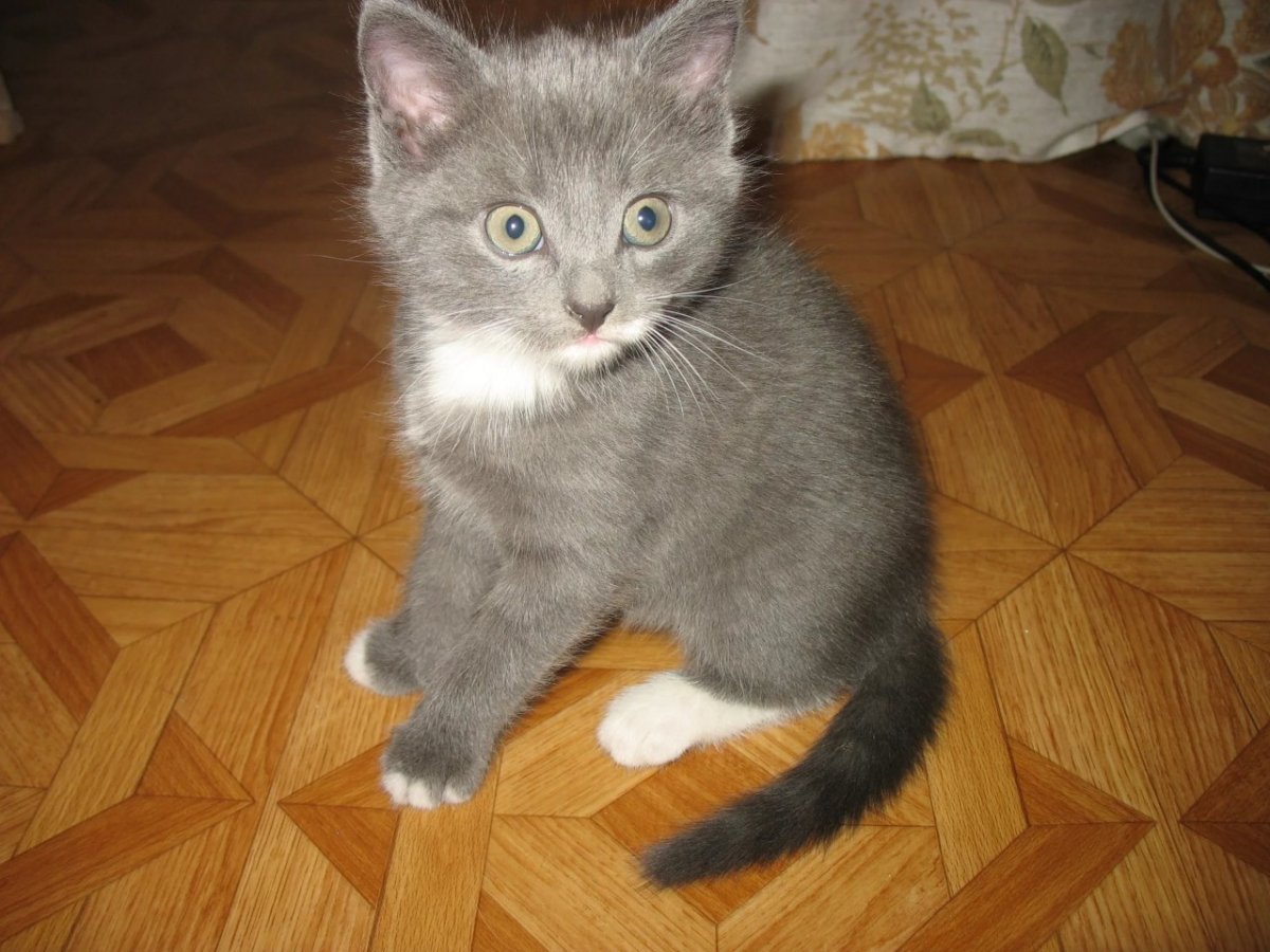 Серая кошка беспородная