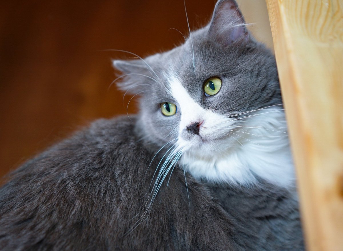 Кошка белая с серым окрасом