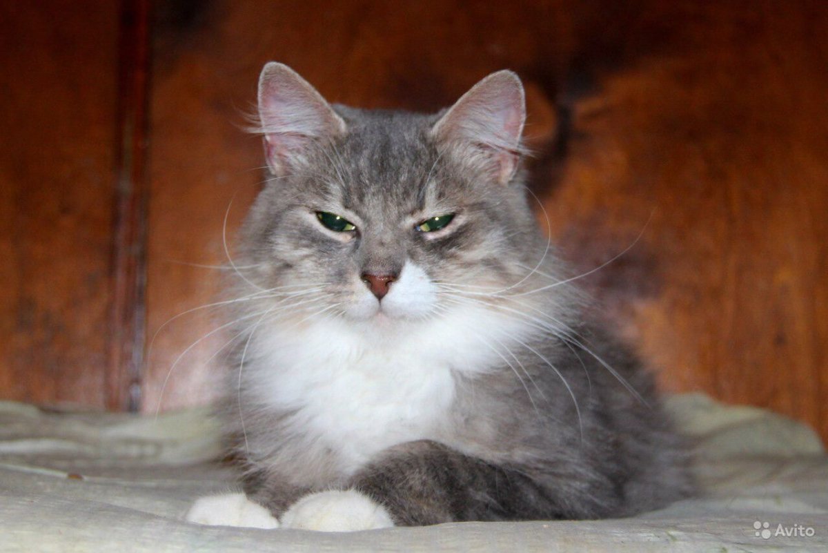 Кошка серая