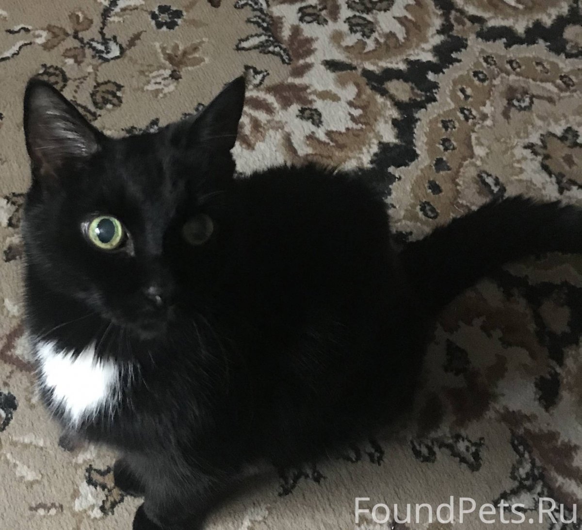 Где можно купить домашнего кота черно белого и белого