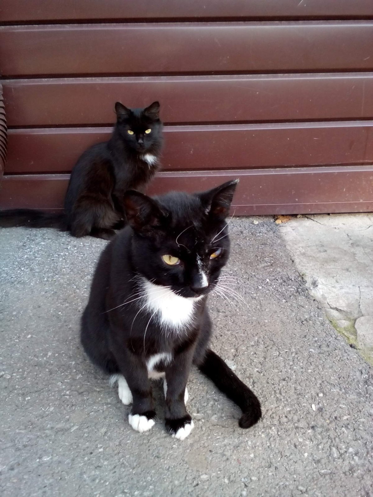 Большой серо белый кот