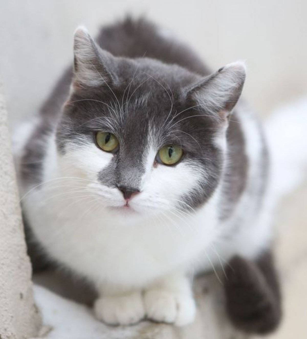 Сибирская кошка агути с белыми лапками