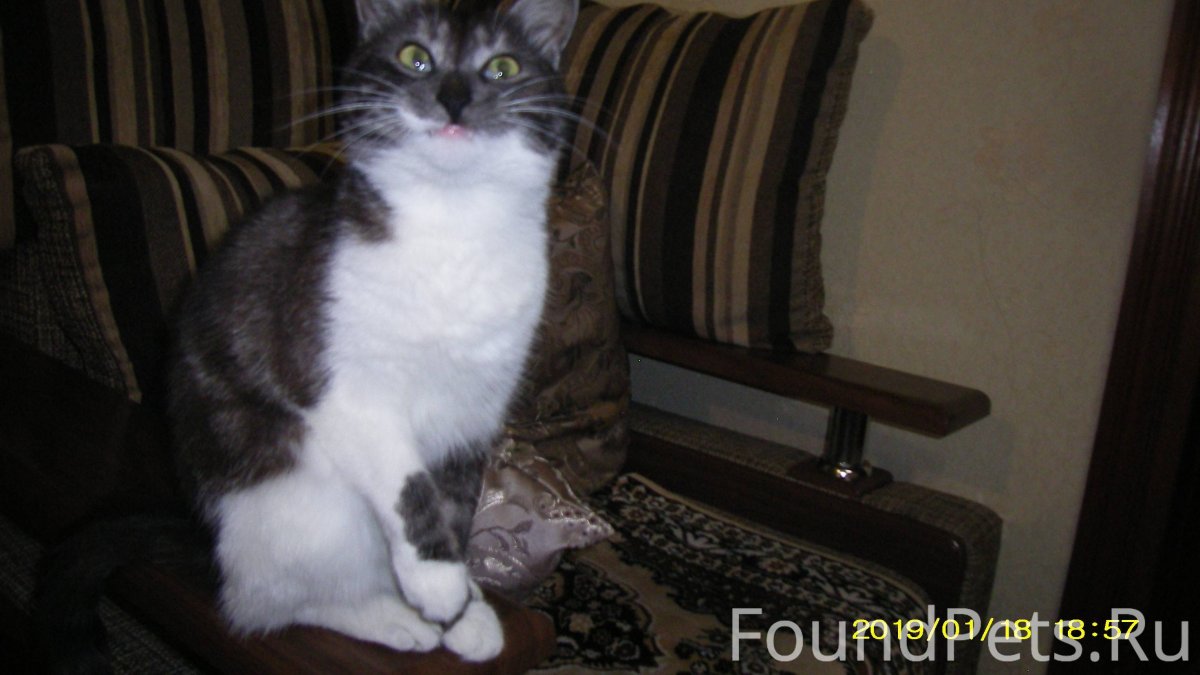 Европейская короткошерстная кошка белая