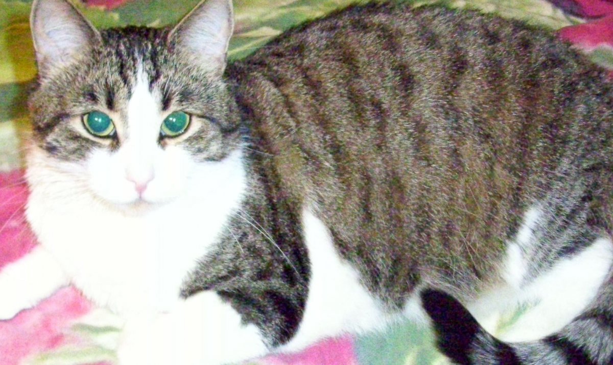 Бело серый кот