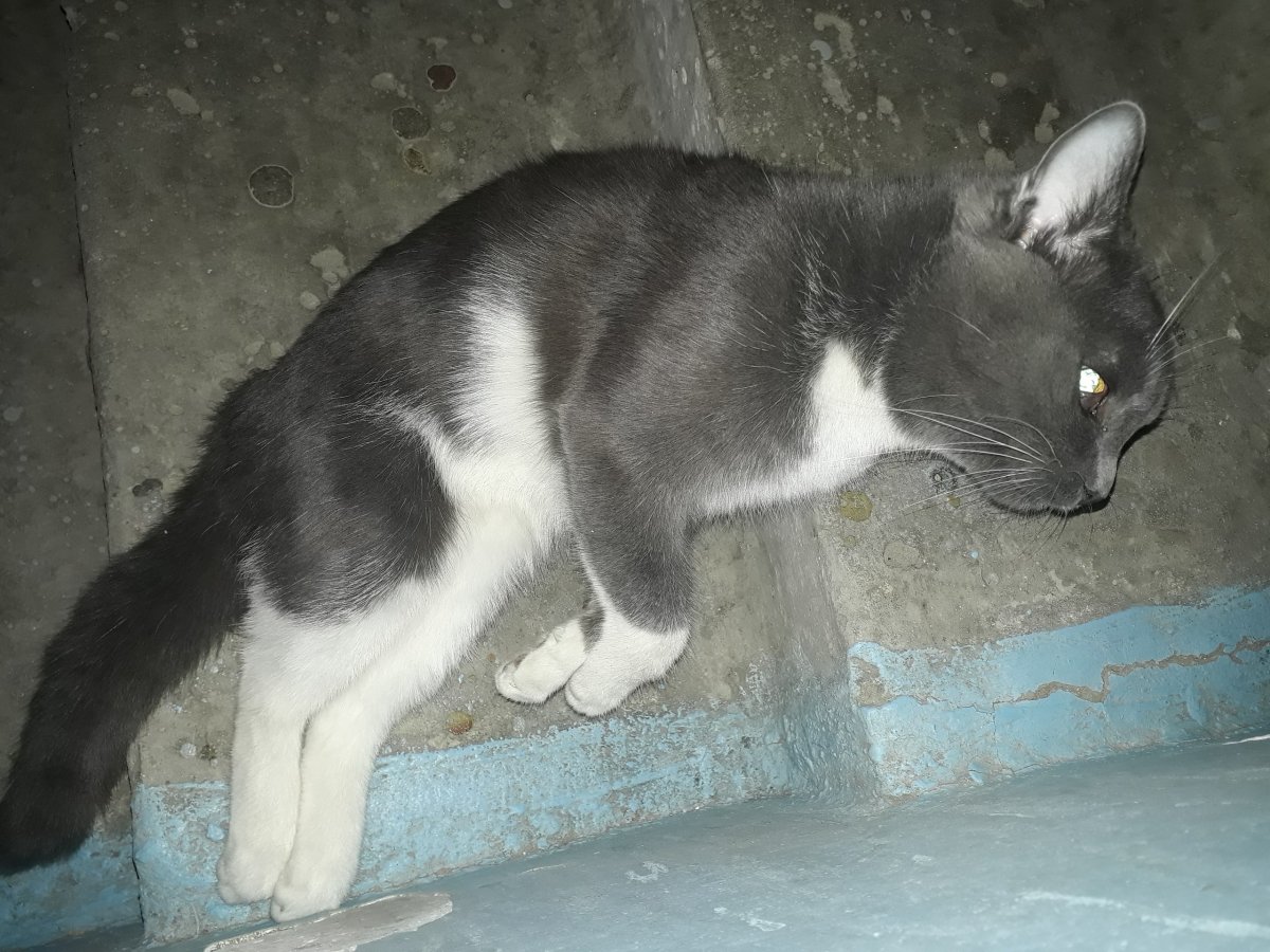 Кот серо белого окраса