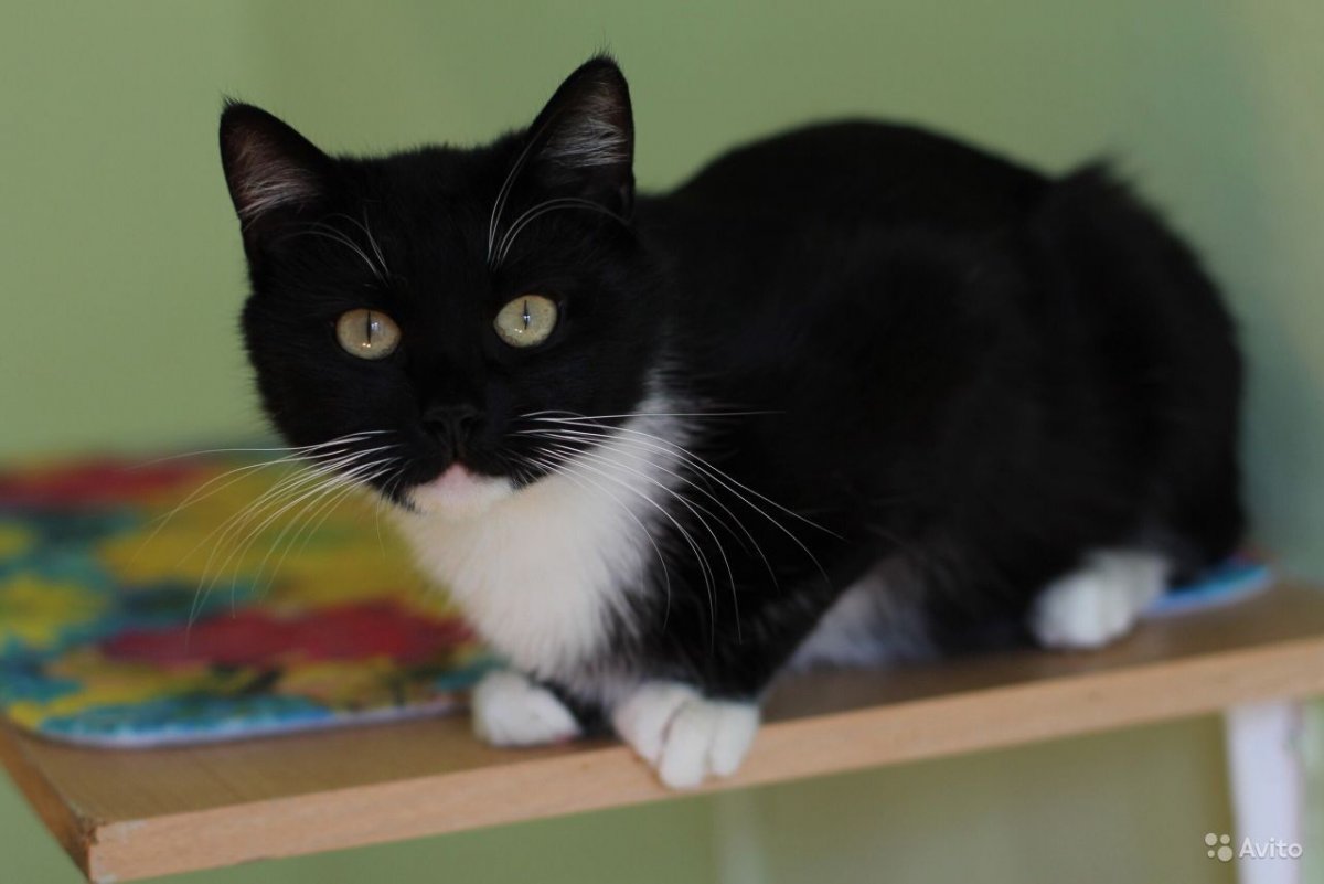 Чёрный кот