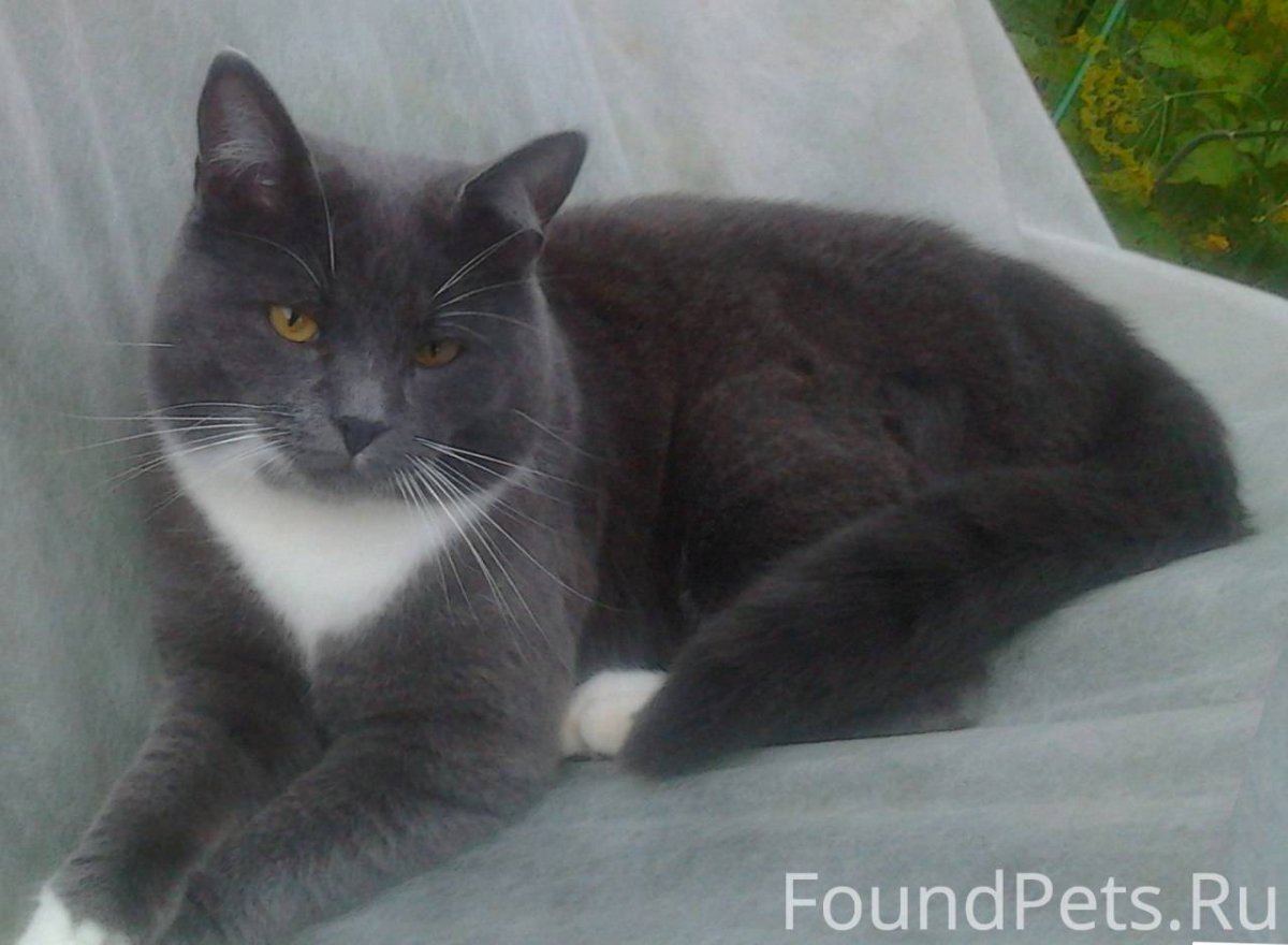 Британский кот с белой грудкой