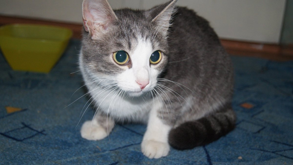 Мама британка папа дворовый кот отзывы