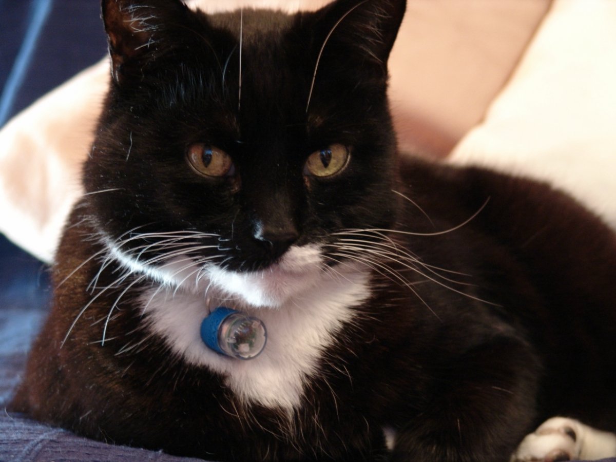 Бело серый кот