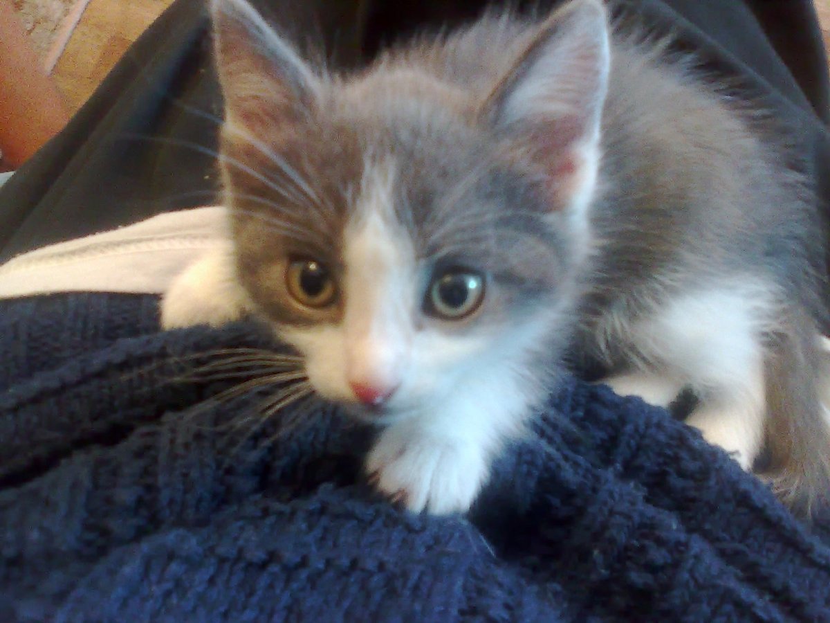 Кошка с белыми лапками