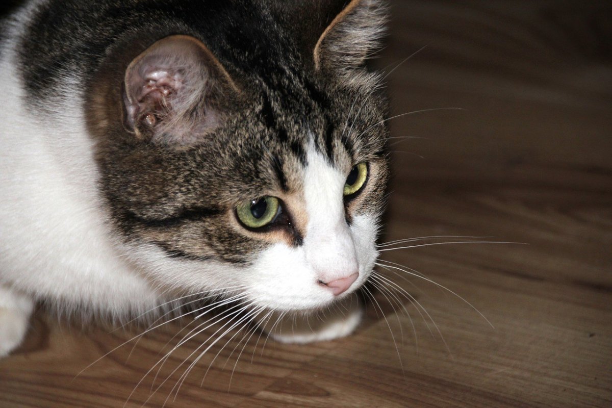 Найден кот черный с белой грудкой