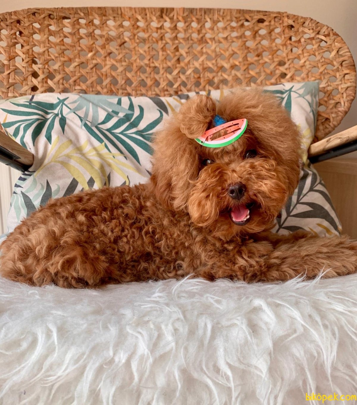 Маленькая собачка порода мальтипу