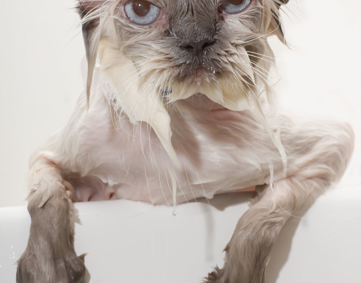 Грустный котик под дождем