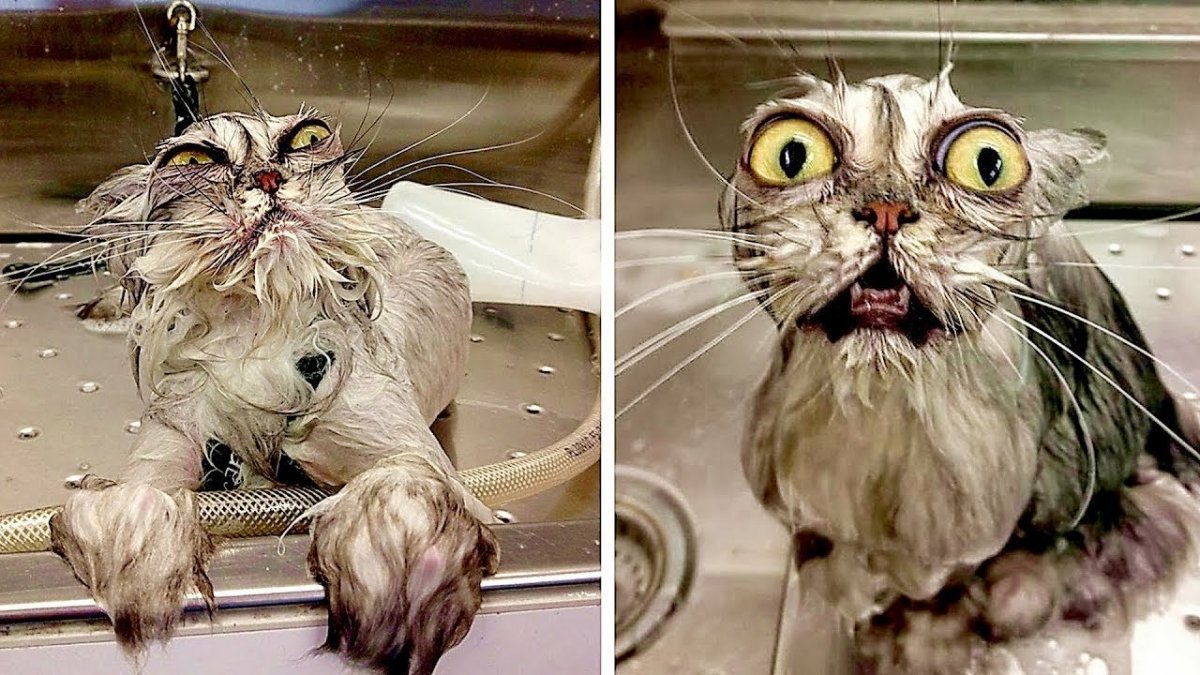 Кошка с выпученными глазами