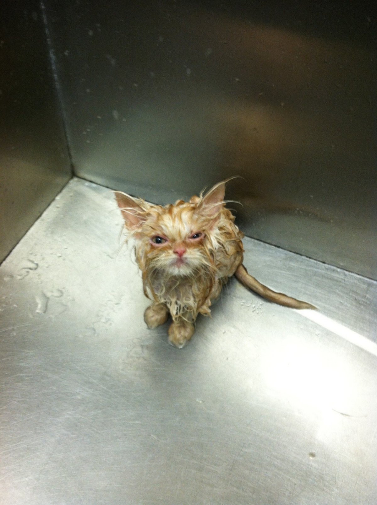 Злой мокрый кот