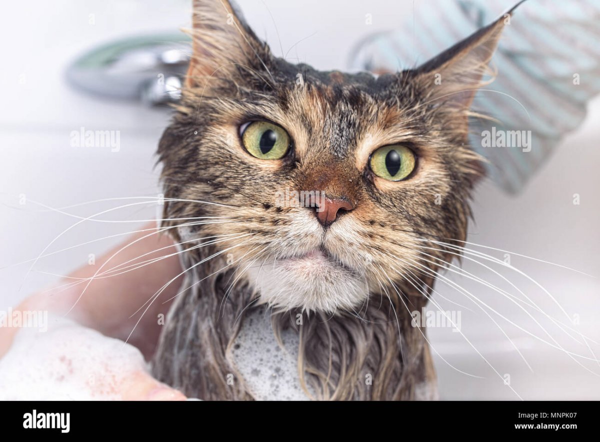 Мокрые коты смешные