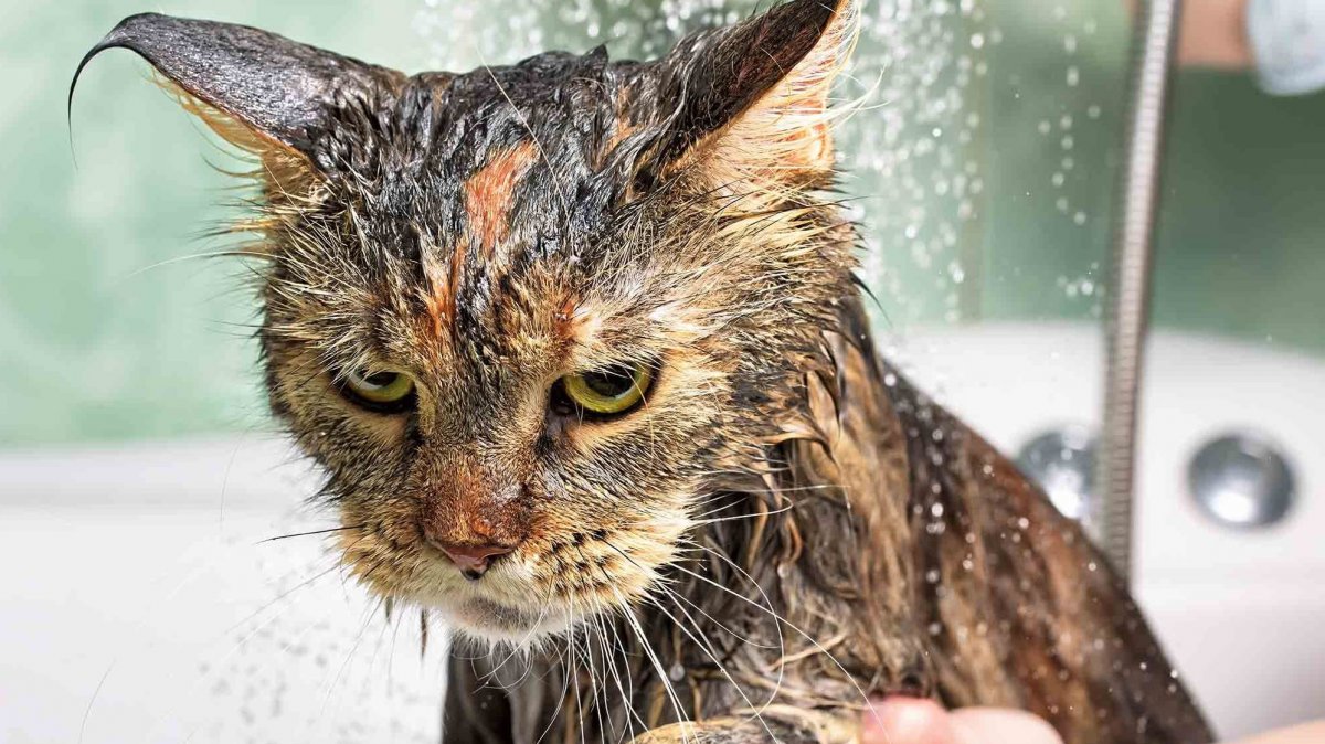 Кот испуганный в сметане