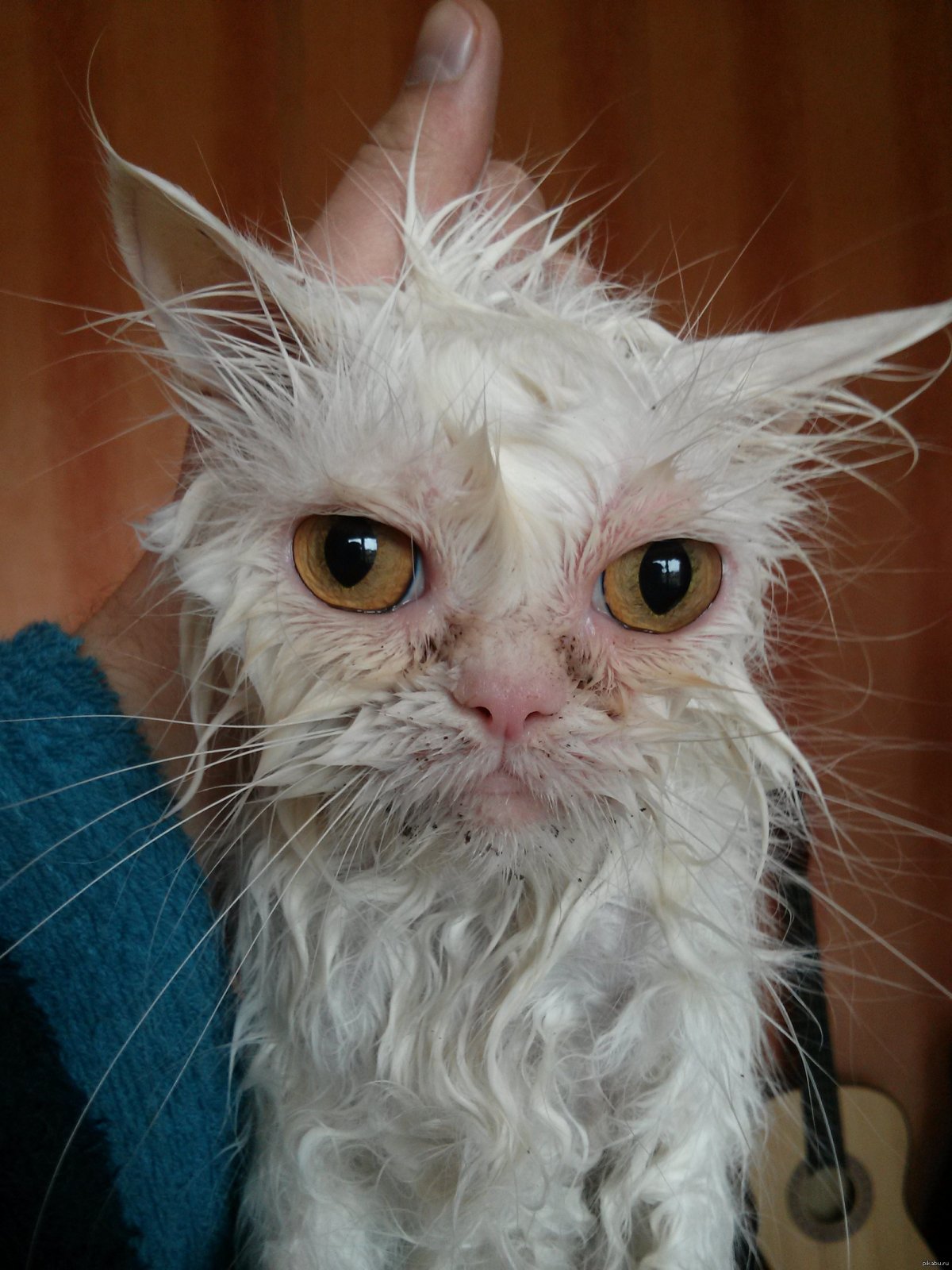 Кот после купания