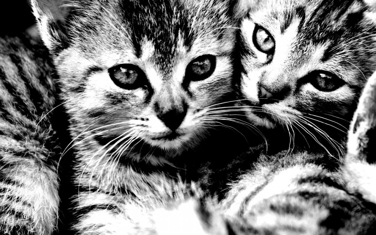 Обои с котятами