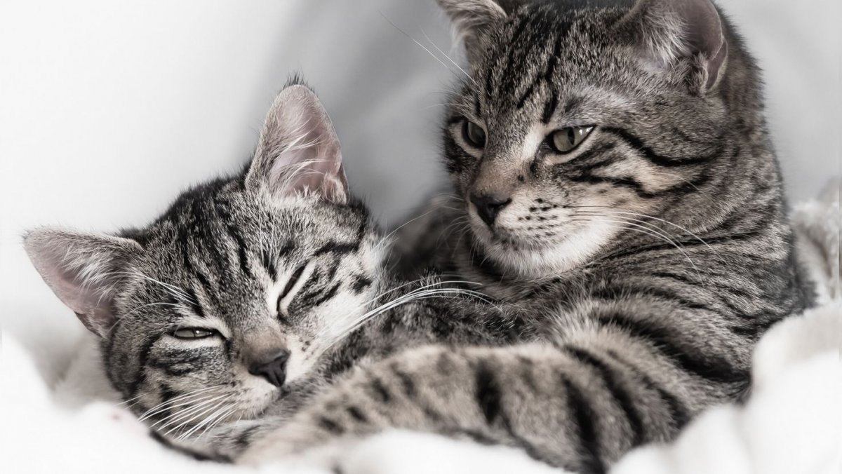 Смешные парные обои