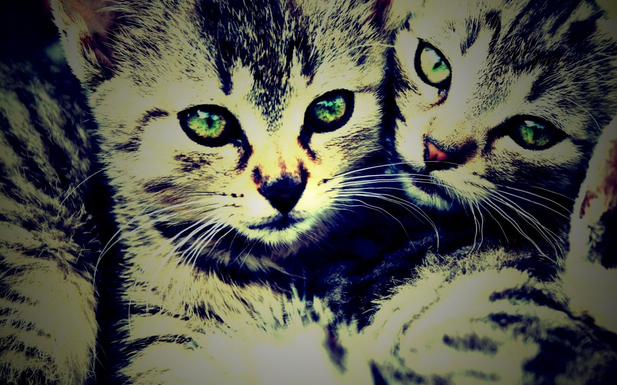 Обои на рабочий стол 1920х1080 котики