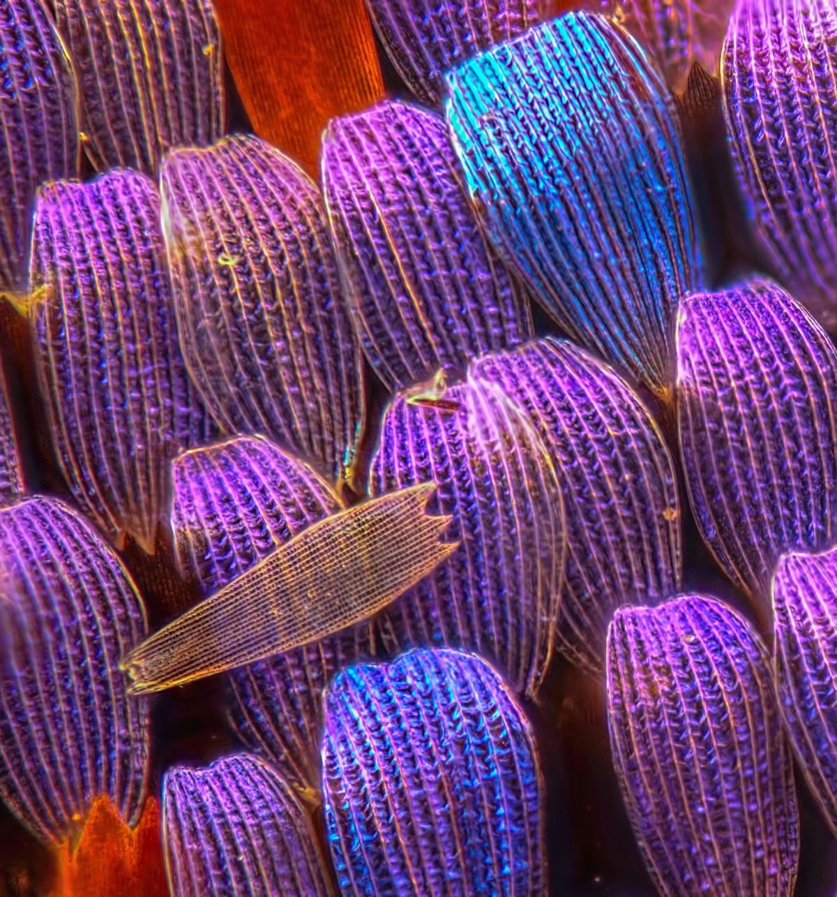 Чешуйки бабочки под микроскопом