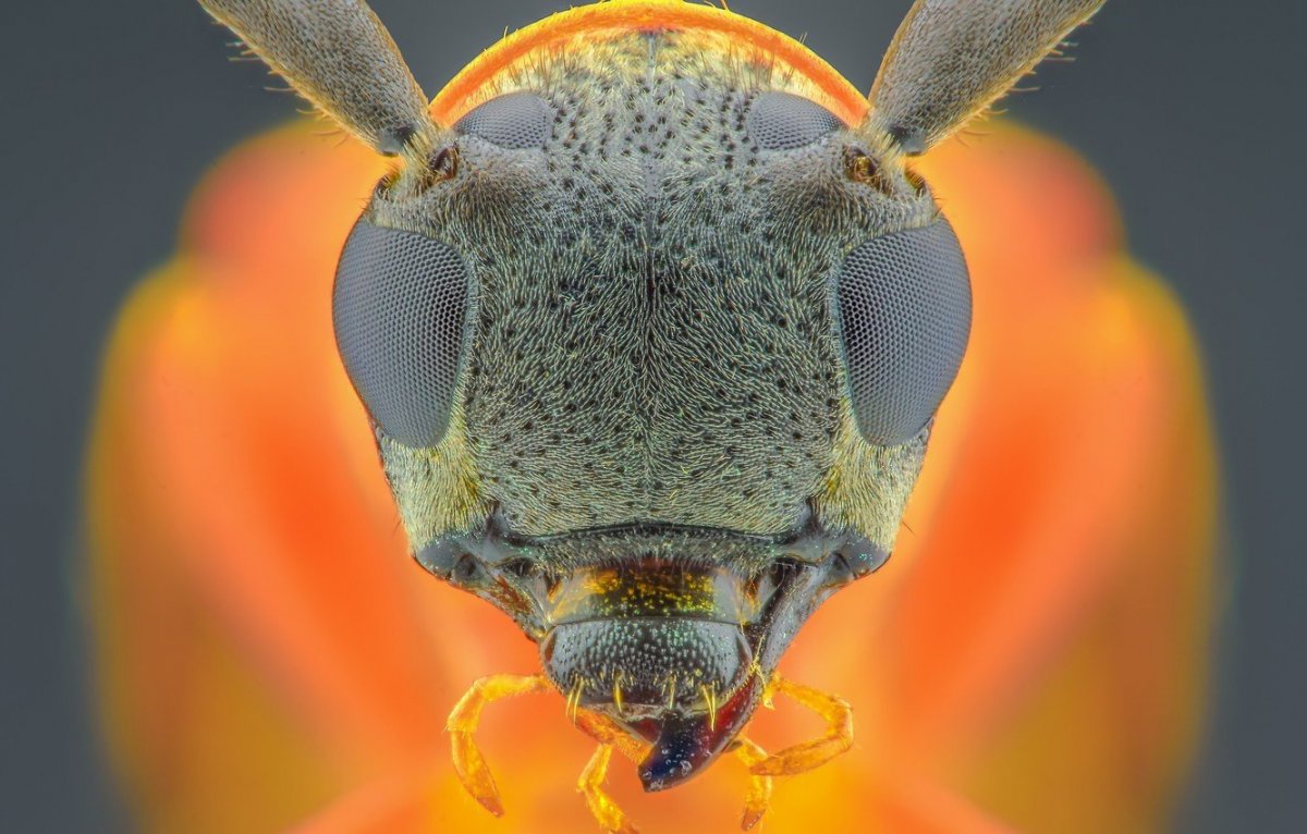 Крыло Стрекозы под микроскопом