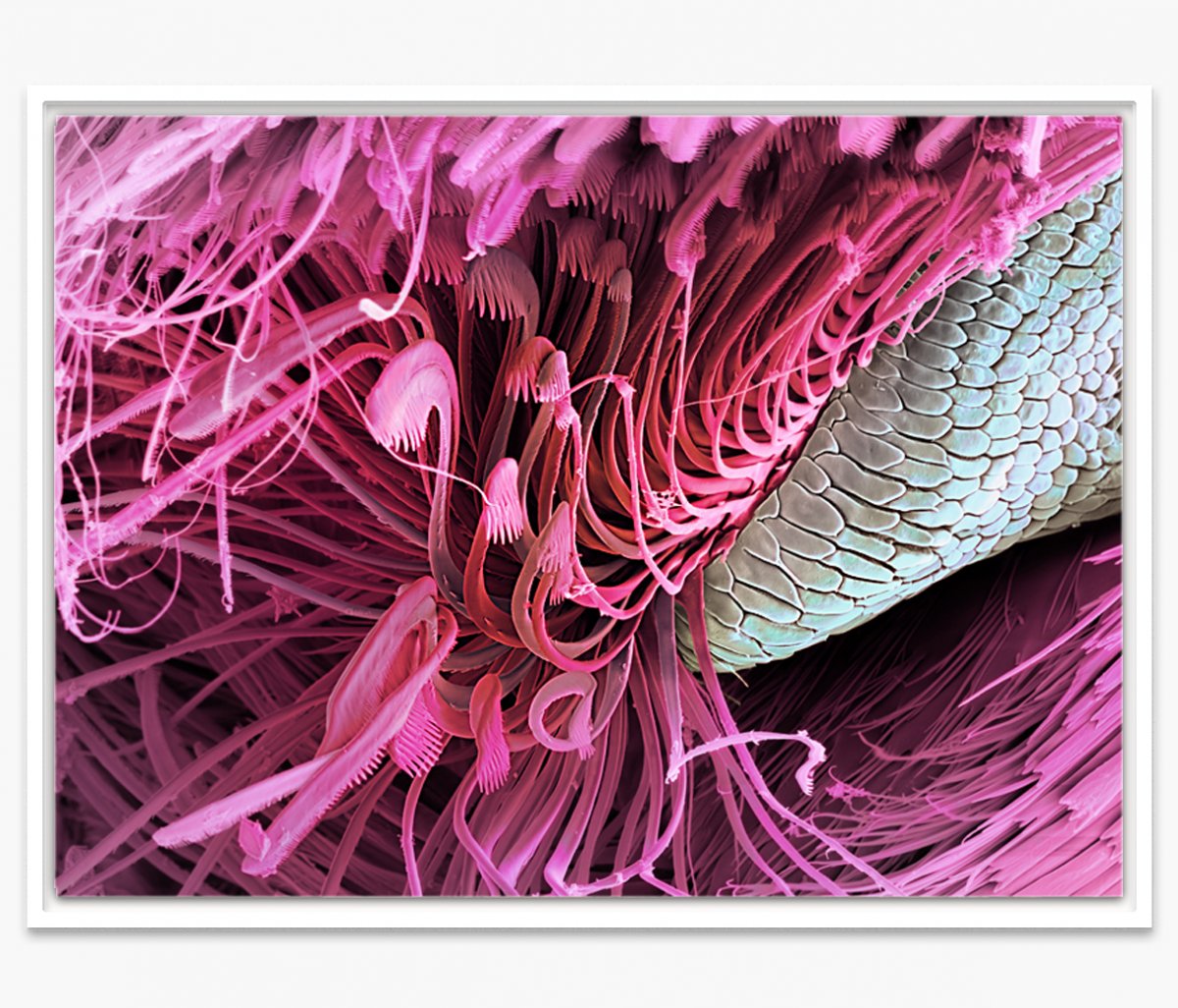 Крылья бабочки через микроскоп