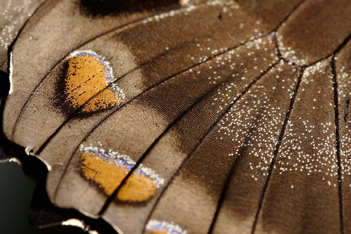 Хитиновые чешуйки на крыльях бабочки