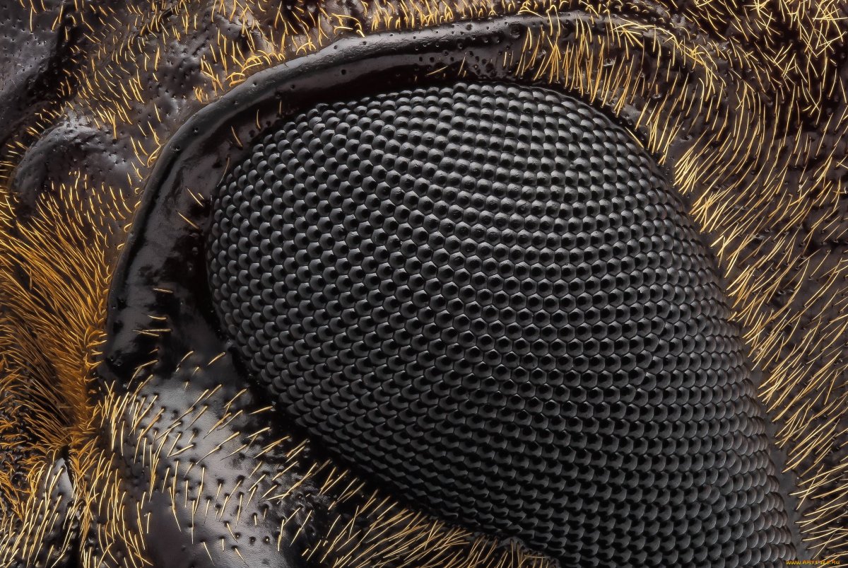 Крылья насекомых под микроскопом