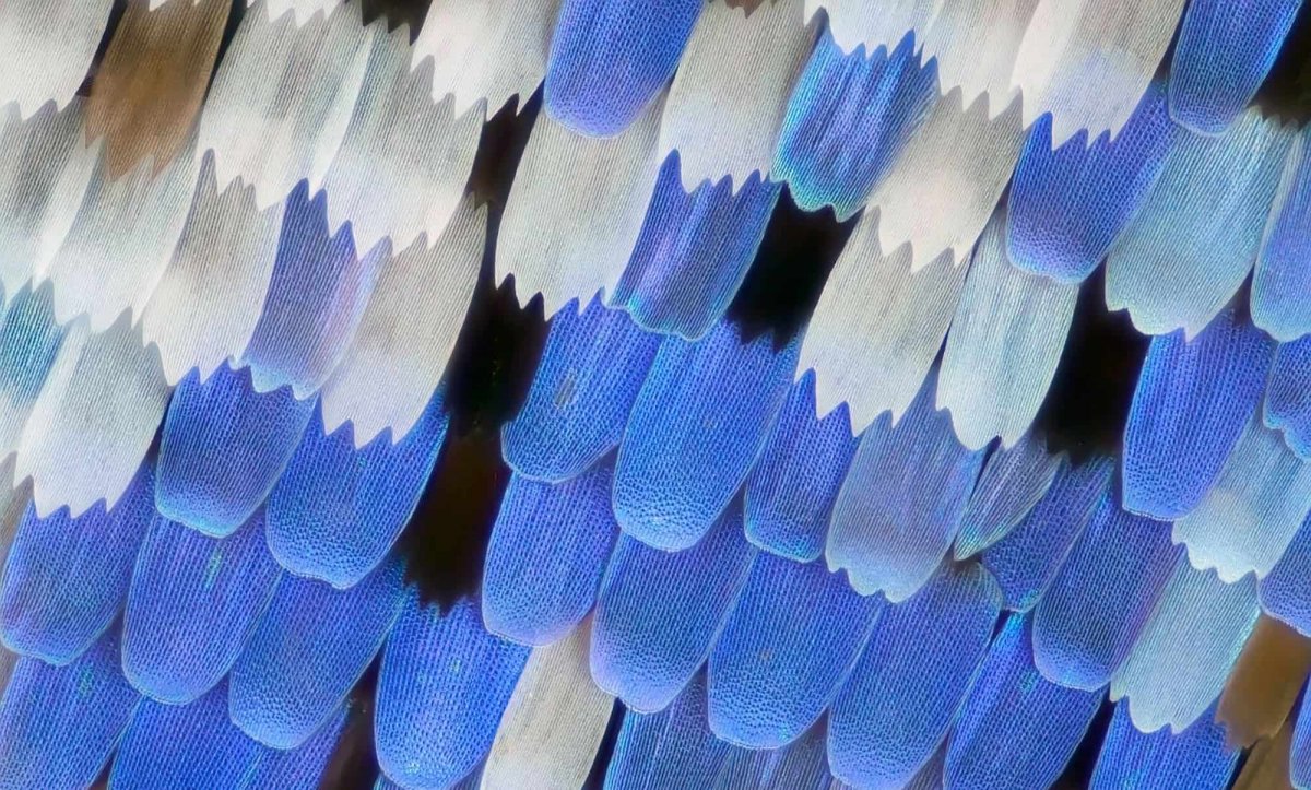 Крылья насекомых под микроскопом