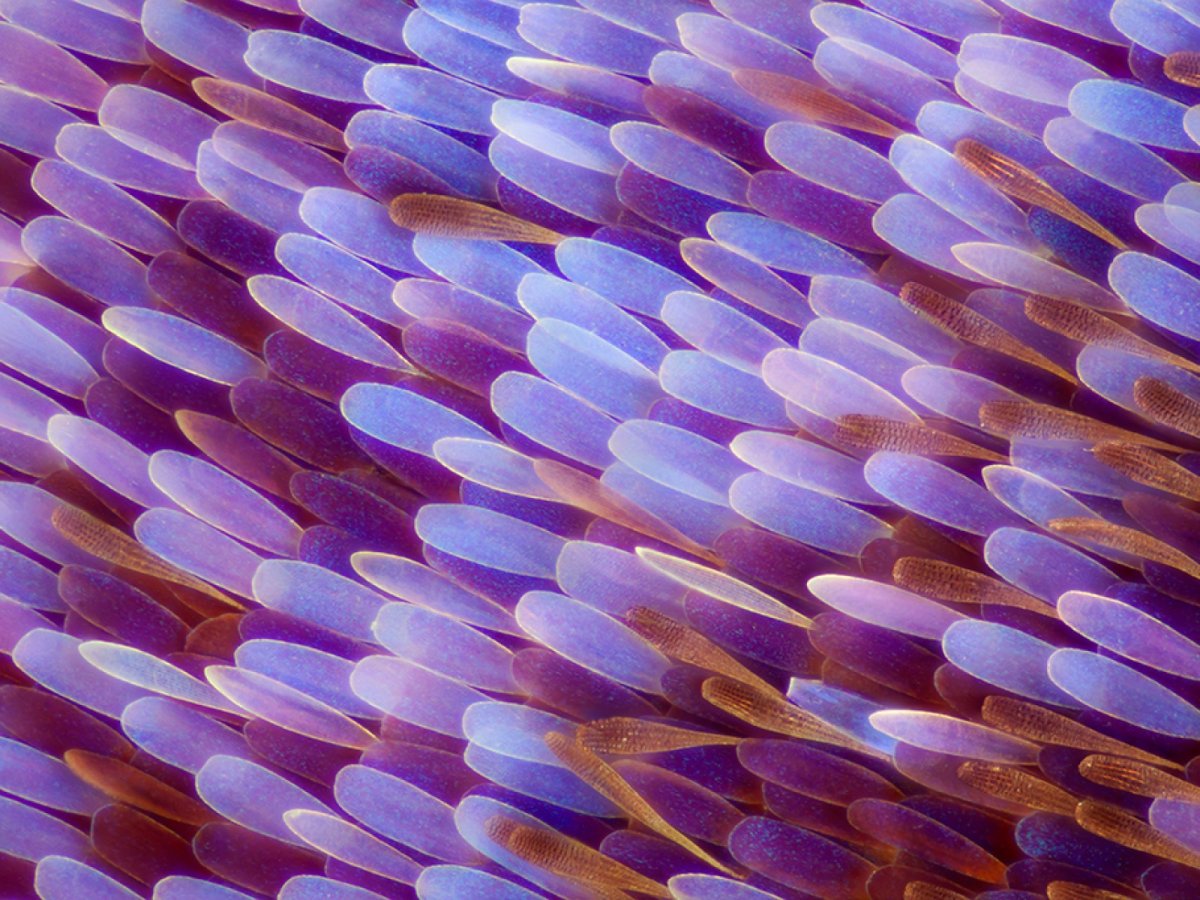 Крыло бабочки под микроскопом