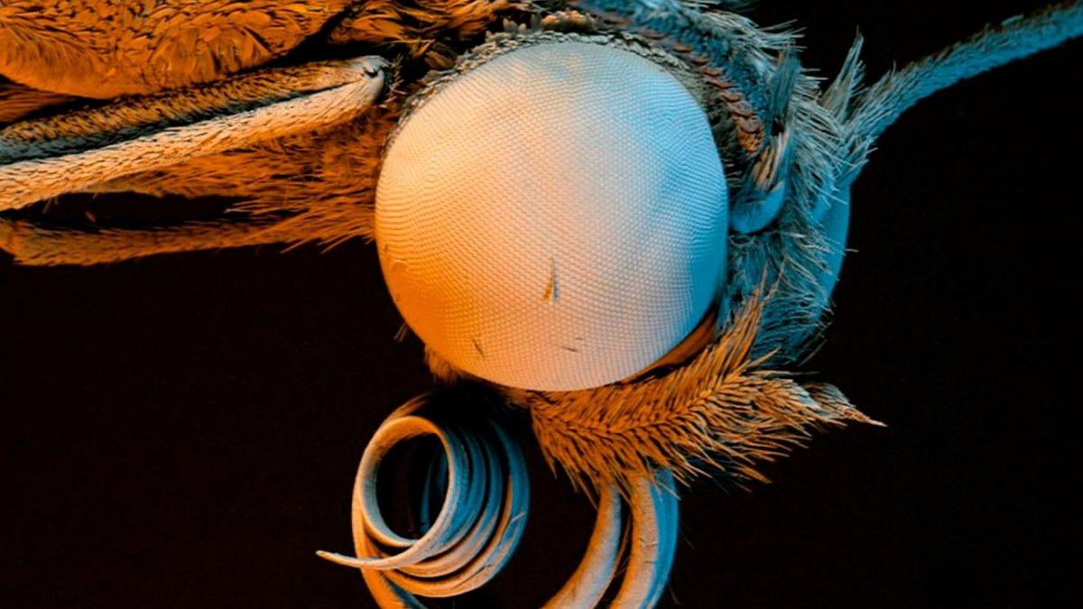 Микрофотографии Nikon small World 2017