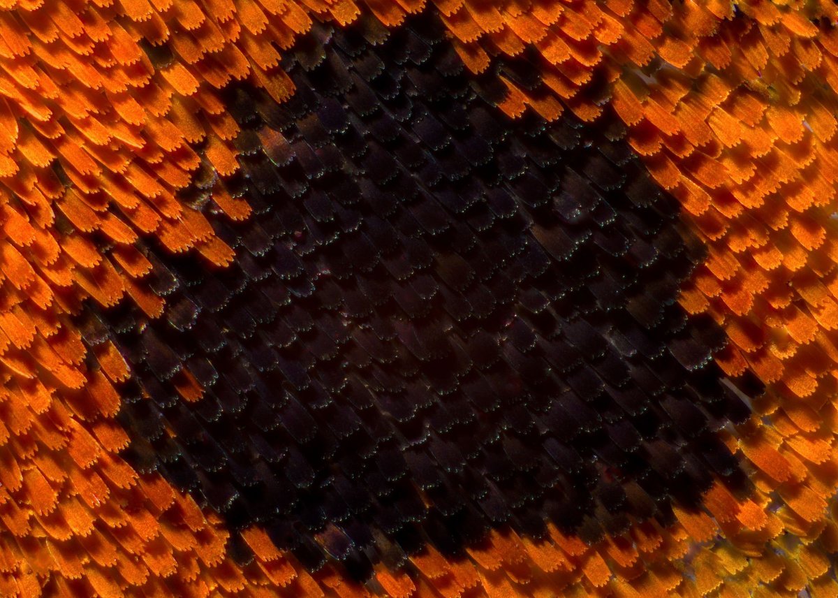 Крыло моли под микроскопом